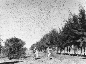 grasshopper-swarm-courtesy-university-of-minnesota
